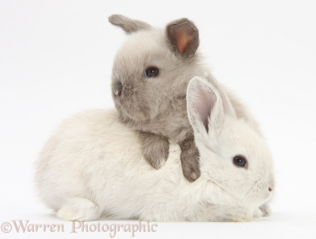 White and grey baby rabbits, white background