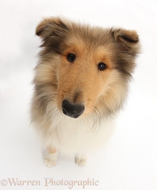 Rough Collie pup, Laddie, 14 weeks old, looking up, white background