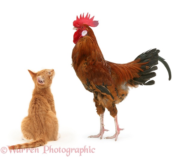 Ginger kitten, Tom, 3 months old, staring up at a large rooster, white background