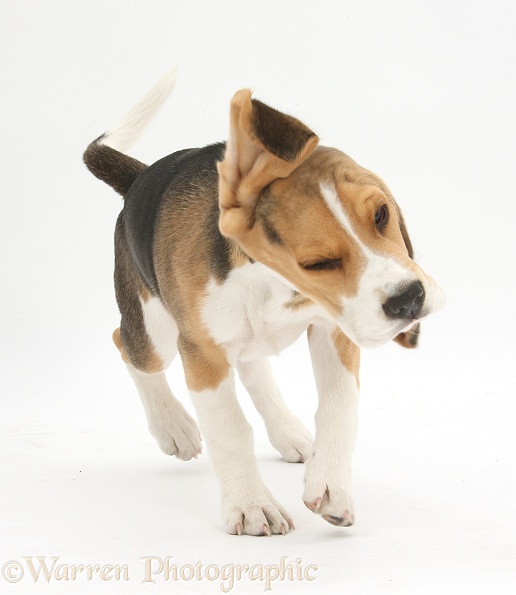 Beagle pup, Bruce, shaking himself, white background