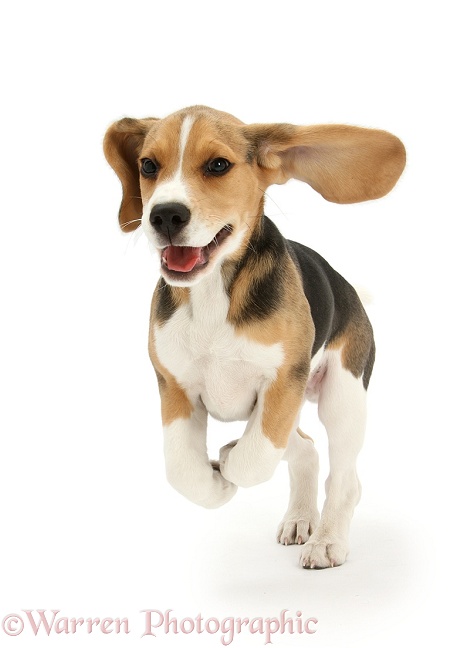 Beagle pup, Bruce, running, white background