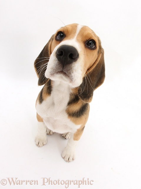 Beagle pup, Bruce, sitting and looking up, white background