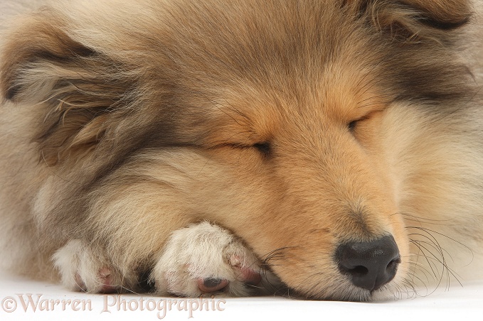 Rough Collie pup, Laddie, 14 weeks old, asleep, white background