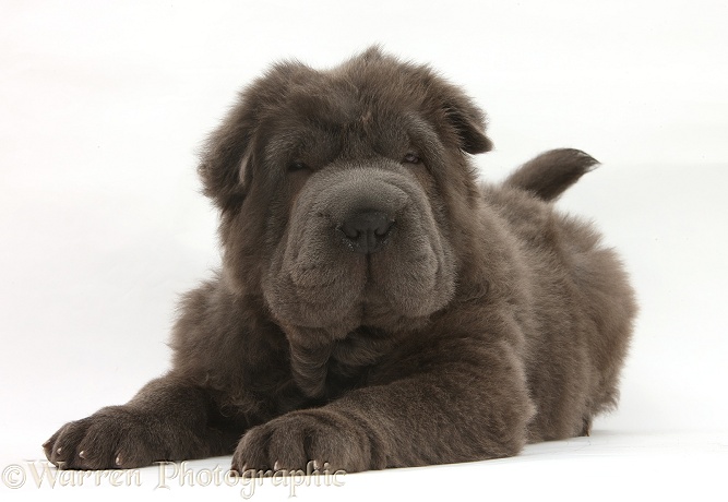 Blue Bearcoat Shar Pei pup, Luna, 13 weeks old, lying with head up, white background