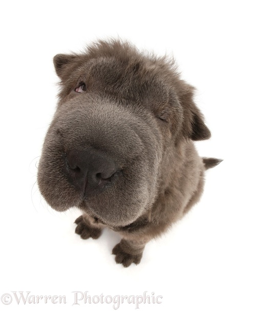 Blue Bearcoat Shar Pei pup, Luna, 13 weeks old, sitting and looking up, white background