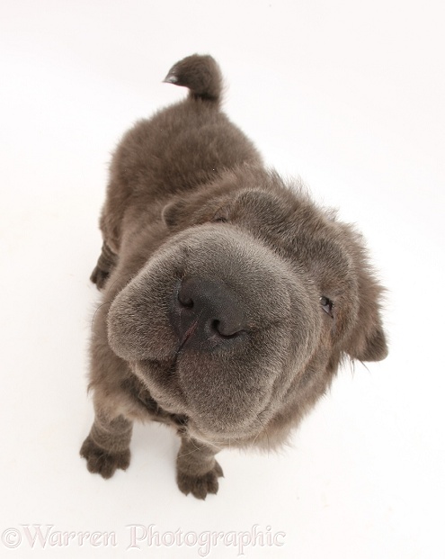 Blue Bearcoat Shar Pei pup, Luna, 13 weeks old, standing and looking up, white background