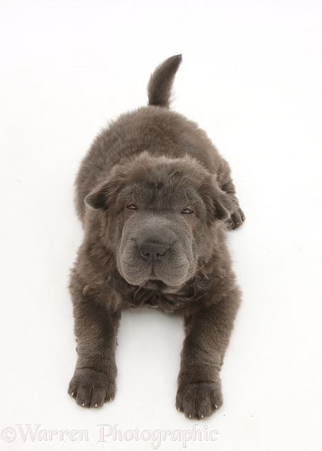 Blue Bearcoat Shar Pei pup, Luna, 13 weeks old, lying and looking up, white background