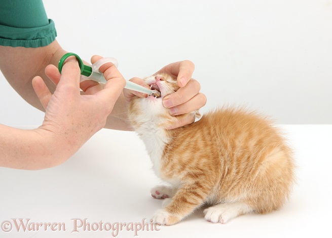 Using a pill-giver to a pill to a ginger kitten, Tom, 8 weeks old, white background