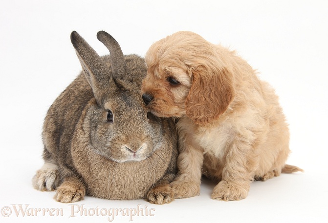 Agouti rabbit and Cavapoo pup, 6 weeks old, white background
