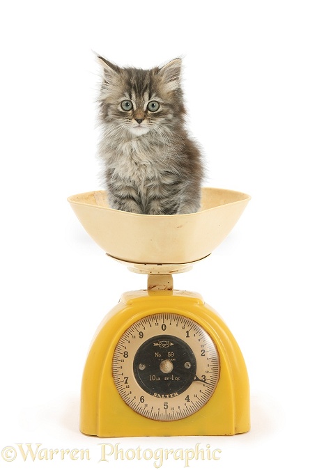 Tabby kitten, Beebee, 10 weeks old, being weighed, white background