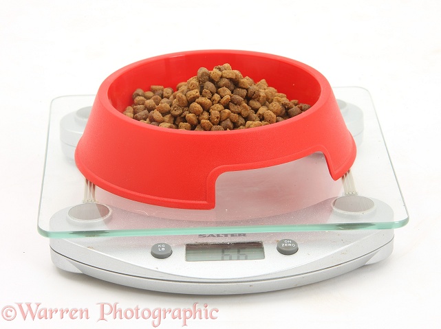 Weighing out some dry catfood, white background
