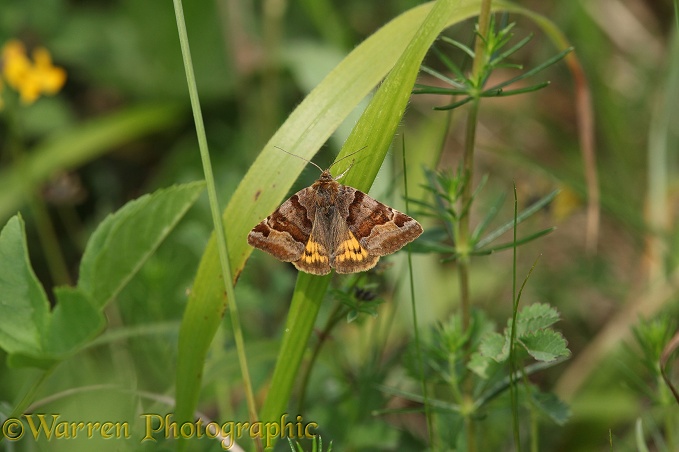Burnet Companion Moth (Euclidia glyphica)