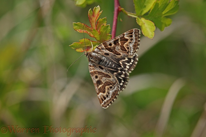 Mother Shipton Moth (Callistege mi)