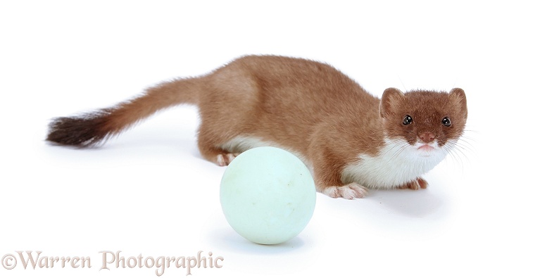 Stoat (Mustela erminea) young female playing with a duck egg, white background