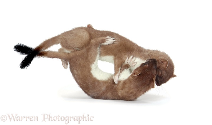 Stoat (Mustela erminea) young females at play, white background