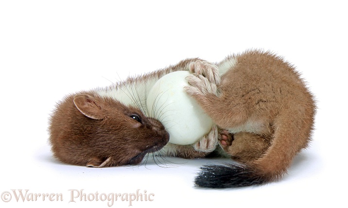 Stoat (Mustela erminea) young female playing with a duck egg, white background