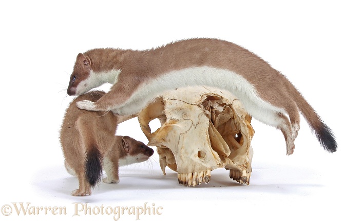 Stoat (Mustela erminea) young females at play with sheep's skull, white background