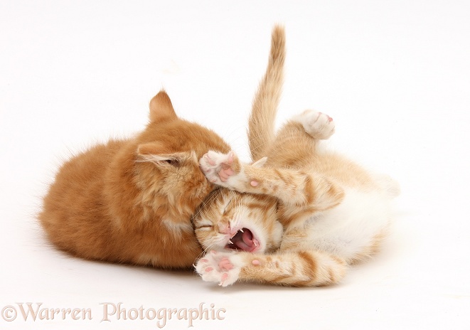 Two ginger kittens, Tom and Butch, 10 weeks old, in play fight embrace, white background