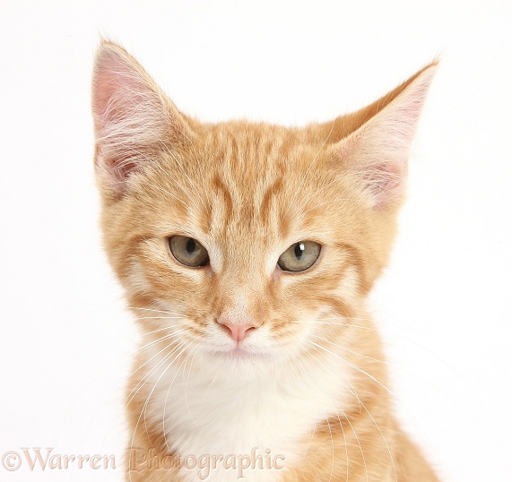Ginger kitten, Tom, 3 months old, white background