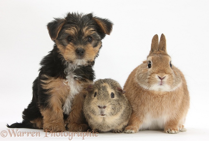 Yorkshire Terrier-cross pup, Evie, 8 weeks old, with Guinea pig and Sandy Netherland dwarf-cross rabbit, Peter, white background