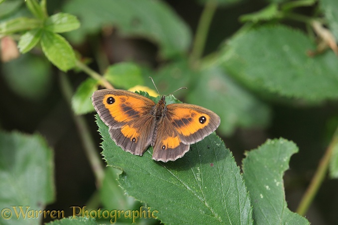 Gatekeeper Butterfly (Pyronia tithonus) male