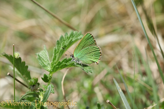 Green Hairstreak Butterfly (Callophrys rubi)
