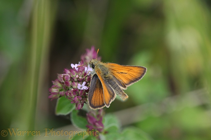 Small Skipper Butterfly (Thymelicus sylvestris) male