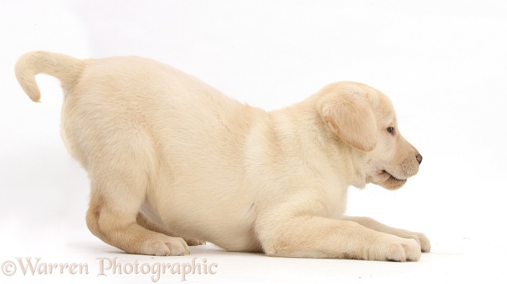 Yellow Labrador pup, 7 weeks old, in play-bow, white background