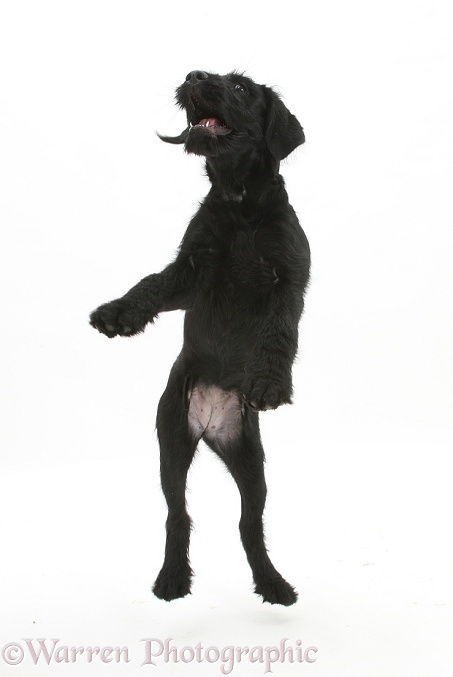 Black Labrador x Portuguese Water Dog pup, Cassie, jumping up, white background