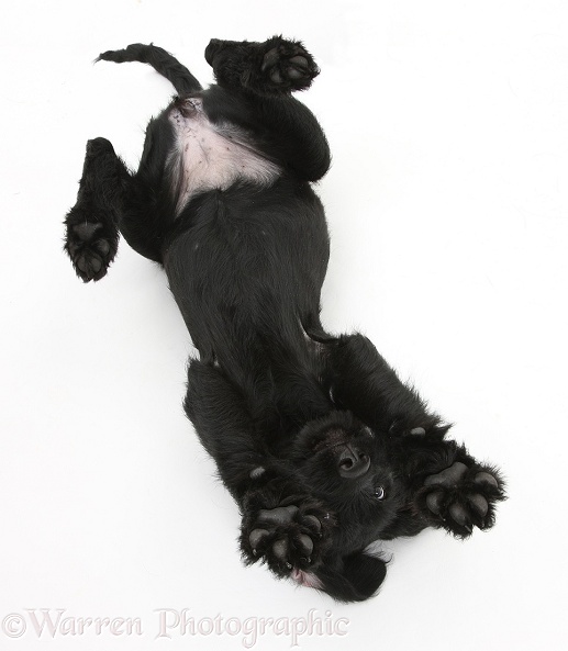 Black Labrador x Portuguese Water Dog pup, Cassie, rolling playfully on her back, white background