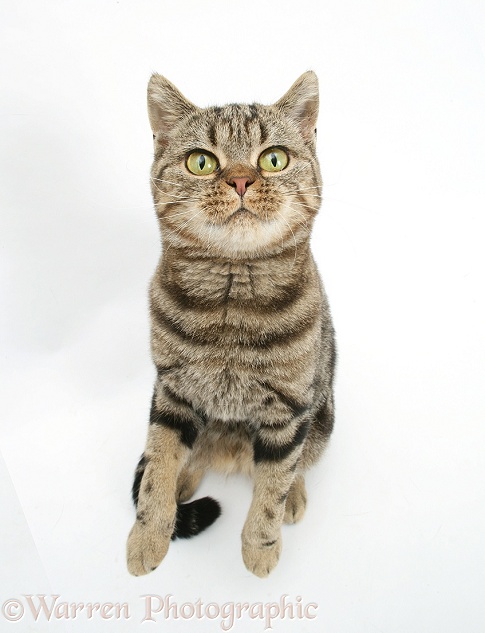 British Shorthair Brown Spotted cat, Tiger Lily, looking up with raised paws, white background