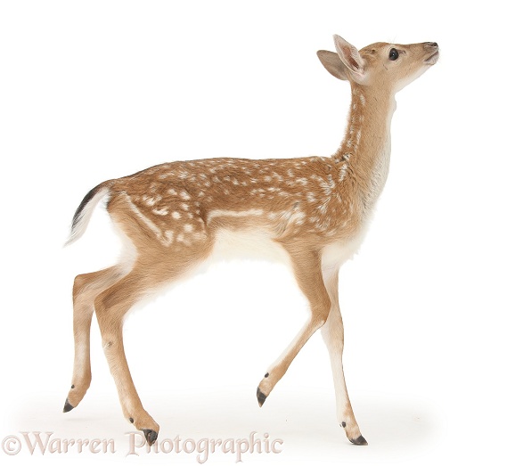 Fallow Deer (Dama dama) fawn, white background