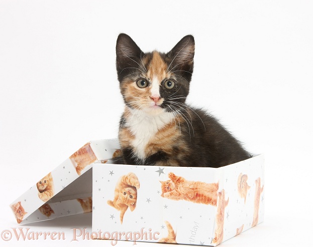 Tortoiseshell kitten in a birthday box, white background