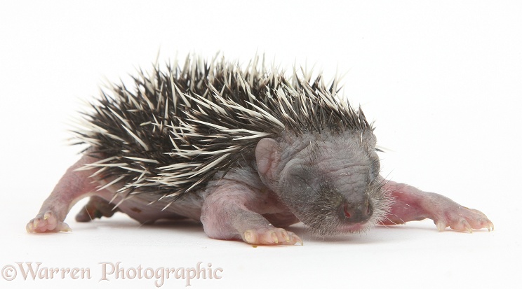 Baby Hedgehog (Erinaceus europaeus), still helpless and with eyes shut, white background