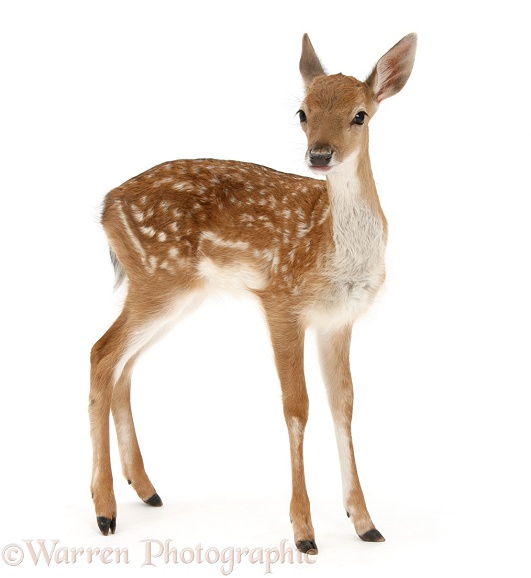 Fallow Deer (Dama dama) fawn, white background