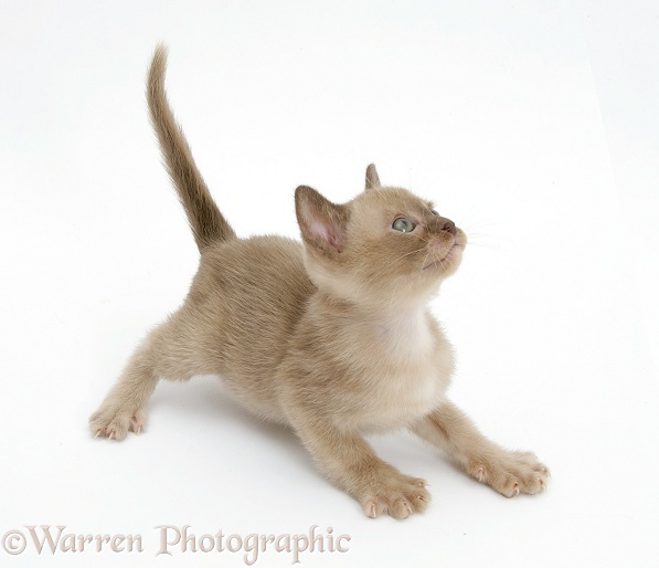 Burmese kitten, 7 weeks old, about to leap, white background