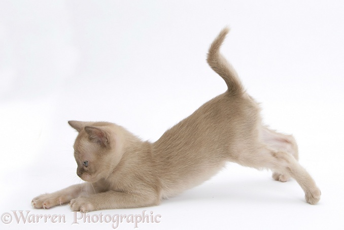 Playful Burmese kitten, 7 weeks old, pouncing, white background