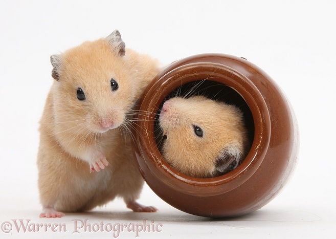 Golden Hamsters playing with a china pot, white background