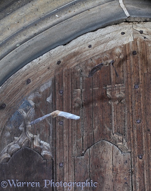 Soprano Pipistrelle Bats (Pipistrellus pygmaeus) emerging from church doorway