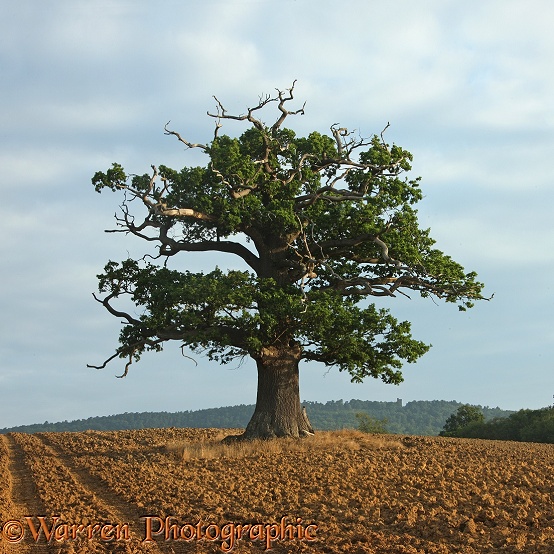 English Oak (Quercus robur) - Summer (6-8-2010).  Surrey, England