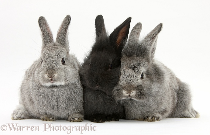 Young rabbits, two silver and one black, white background