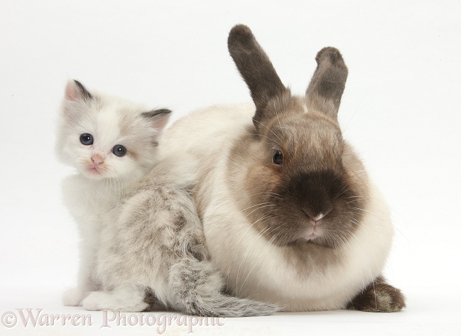 Colourpoint kitten and colourpoint rabbit, white background