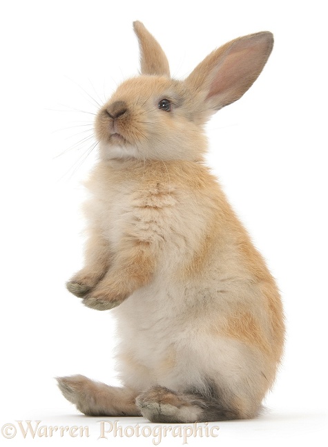 Young rabbit standing up, white background