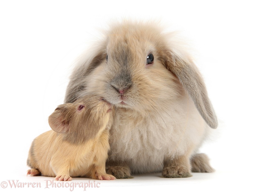 Baby Guinea pig and rabbit, white background