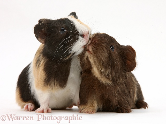 Tortoiseshell and chocolate baby Guinea pigs kissing, white background