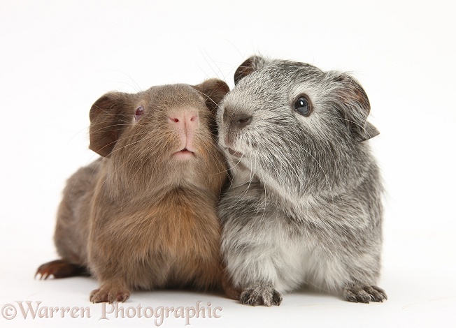 Silver and chocolate baby Guinea pigs, white background