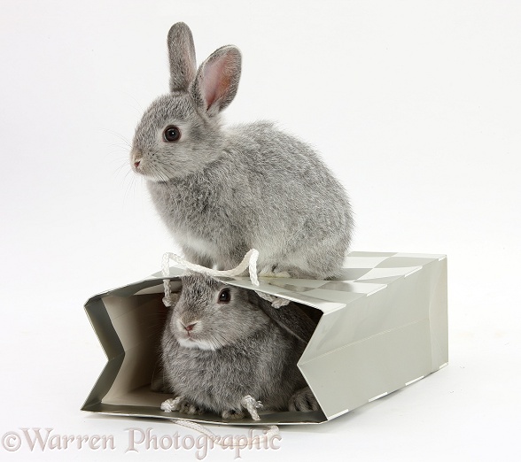 Two baby silver rabbits in a gift bag, white background