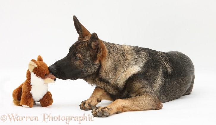 German Shepherd Dog, Buster, with soft toy fox, white background