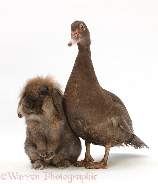 Chocolate Muscovy Duck and Lionhead-cross rabbit, white background
