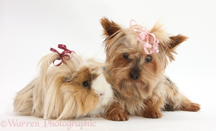 Yorkshire Terrier, Buffy, and Guinea pig with bows in their hair, white background
